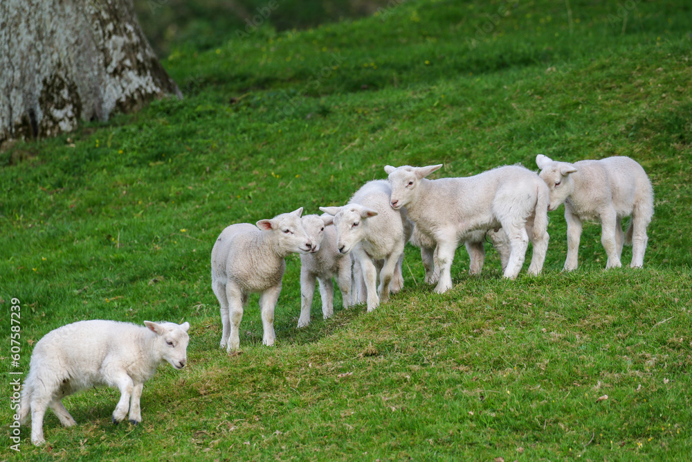 Cute Lambs on a Sheep Farm, Wales Cute Lambs on a Sheep Farm, Wales