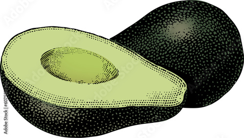 Vintage 1950s etched-style avocado.  Detailed black and white from authentic hand-drawn scratchboard includes full colorization.