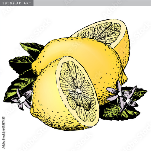 Vintage 1950s etched-style lemons; detailed black and white from authentic hand-drawn scratchboard includes full colorization.