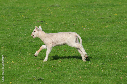 Cute Lambs on a Sheep Farm, Wales