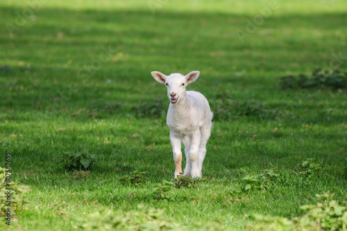 Cute Lambs on a Sheep Farm, Wales