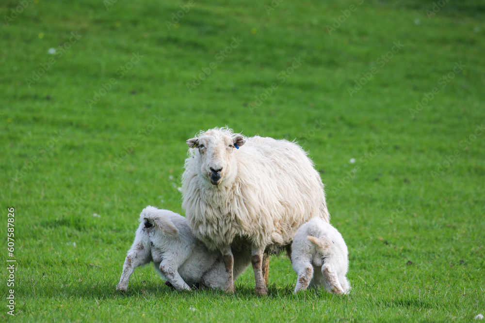 Obraz premium Lamb suckling from their mother, Sheep Farming, Wales