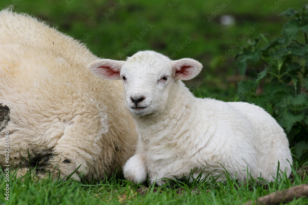 Fototapeta premium Cute Lambs on a Sheep Farm, Wales