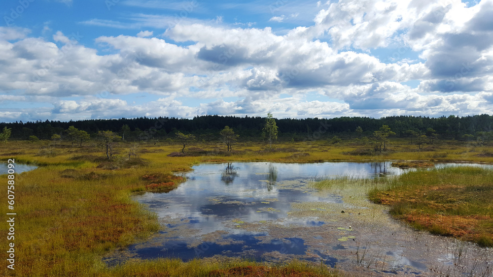 estonia swamp moor landscape view nature trail national park