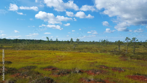 estonia swamp moor landscape view nature trail national park © Ampalyze
