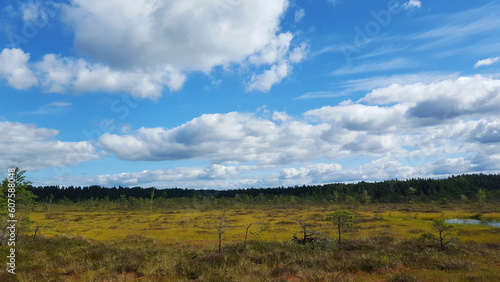 Fototapeta Naklejka Na Ścianę i Meble -  estonia swamp moor landscape view nature trail national park