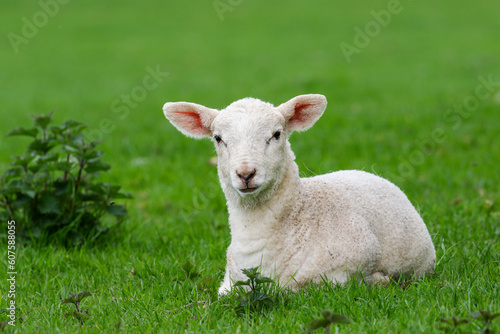 Cute Lambs on a Sheep Farm, Wales © Kim