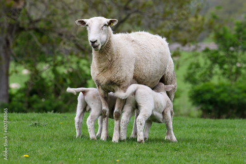 Lamb suckling from their mother, Sheep Farming, Wales