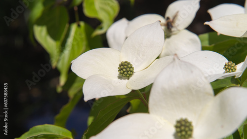 Fototapeta Naklejka Na Ścianę i Meble -  ヤマボウシの花