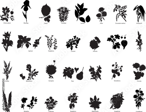 Collection of different vector berries and flowers © Designpics