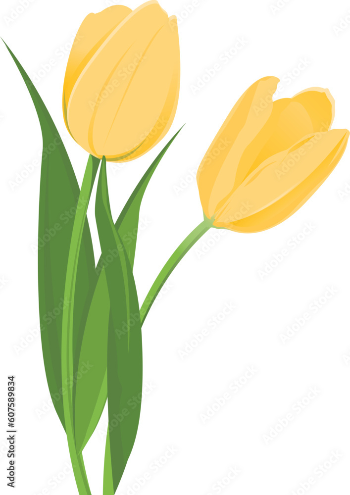 Two isolated yellow tulips - good for invitation, scrap booking, packaging Two isolated yellow tulips - good for invitation, scrap booking, packaging