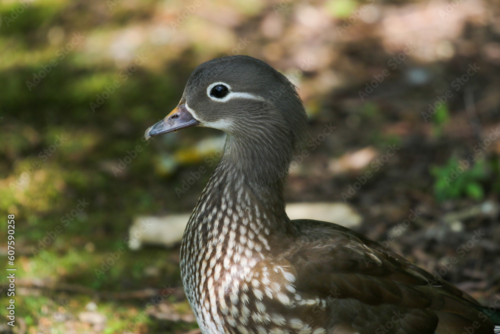 Female Mandarin Duck (Aix galericulata) Female Mandarin Duck (Aix galericulata)
