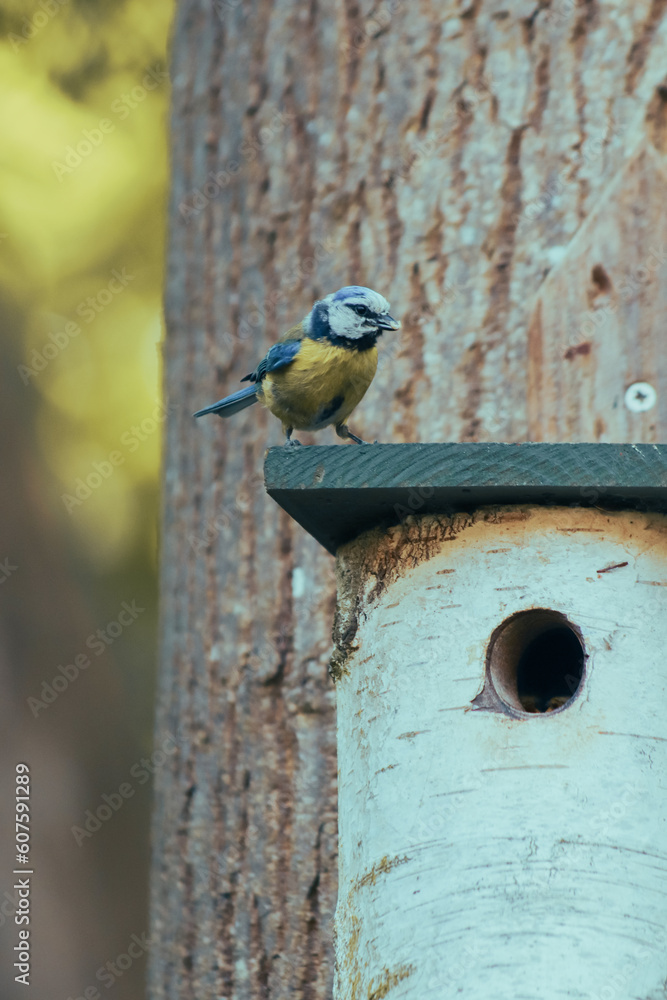 Close-up photo of Blue tit feeding a chick in a treehouse birdhouse. Close-up photo of Blue tit feeding a chick in a treehouse birdhouse.