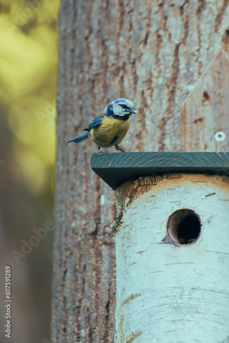Close-up photo of Blue tit feeding a chick in a treehouse birdhouse.