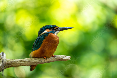 Common Kingfisher © Marcel Rudolph-Gajda