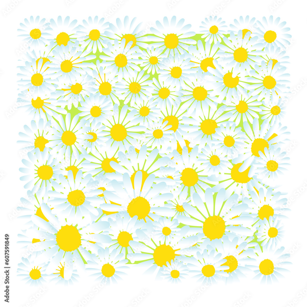 Dasies background, summer Dasies background, summer