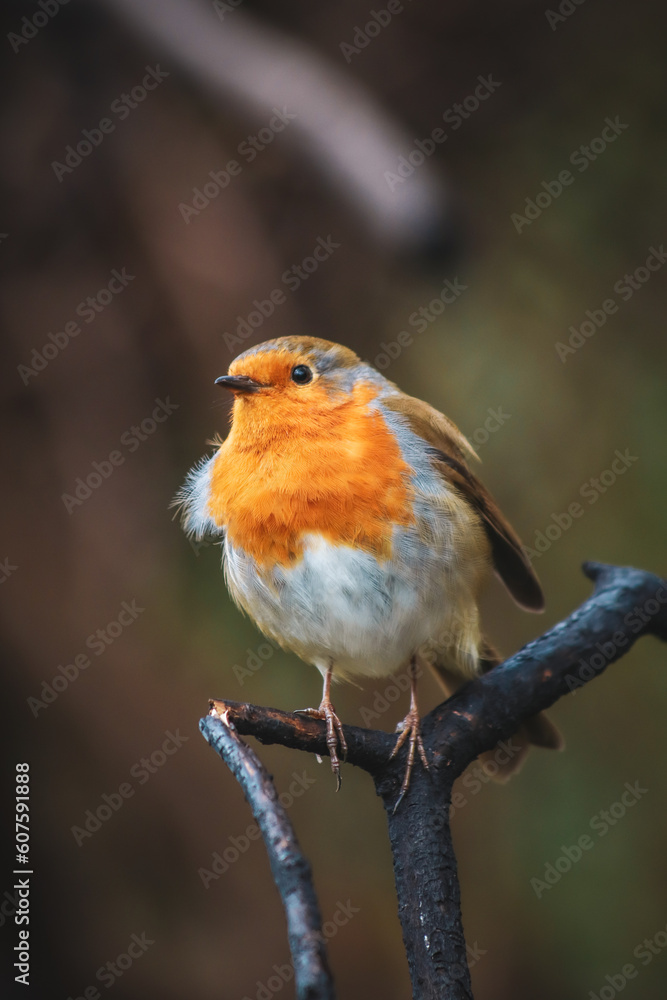 A close-up photo of Robin on a branch. A close-up photo of Robin on a branch.