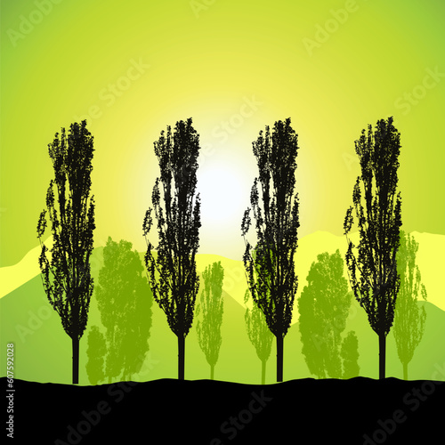 Tree silhouette, landscape
