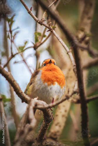 A close-up photo of Robin on a branch.