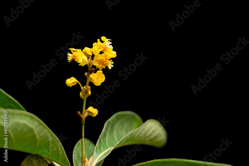 Naklejka Flower of the nanche tree