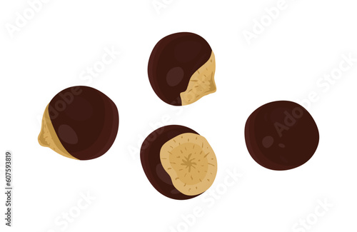 Guarana seeds in flat illustration. Paullinia cupana isolated on white background. Vector illustration