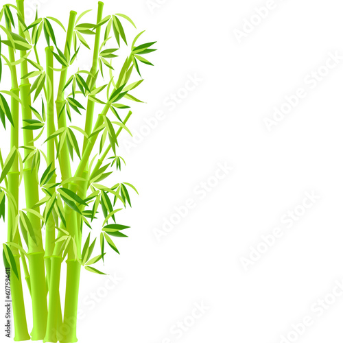 vector illustration of bamboo on white
