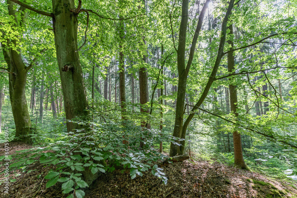 Fototapeta premium Forest
