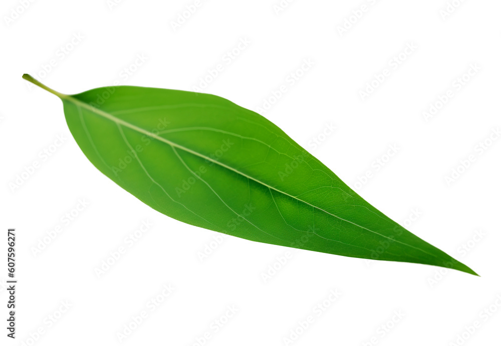 Bamboo leaf on transparent background. Generative AI.