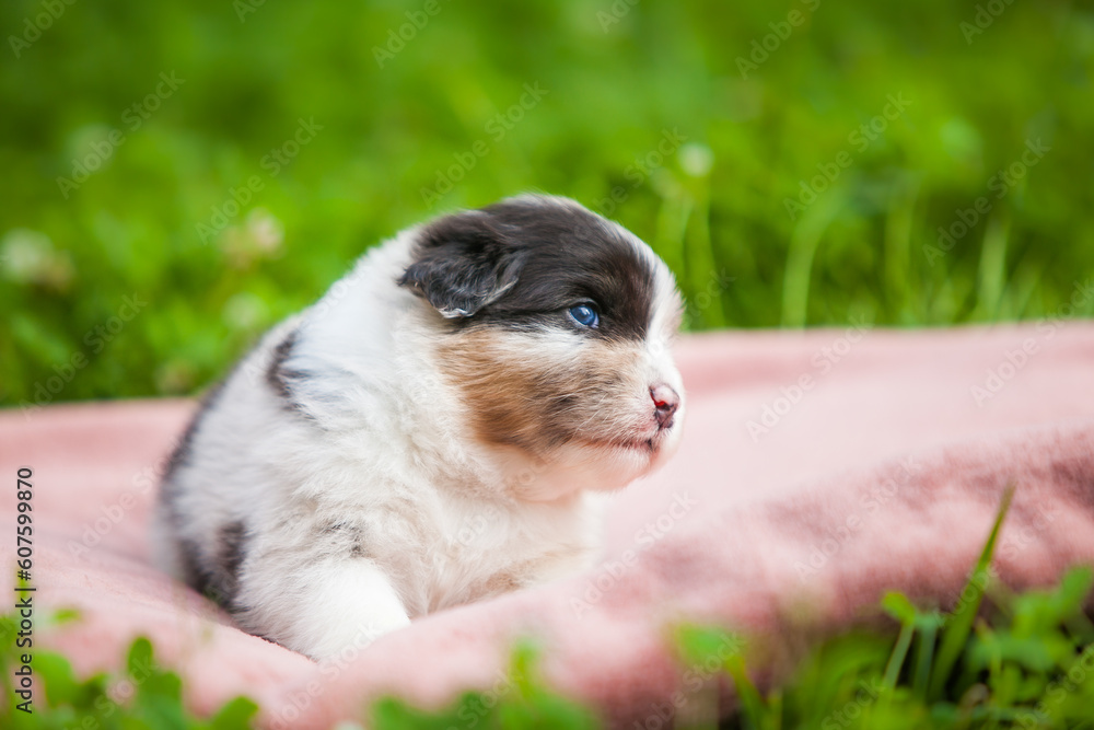 Australian Shepherd blue marble puppy in the park	
