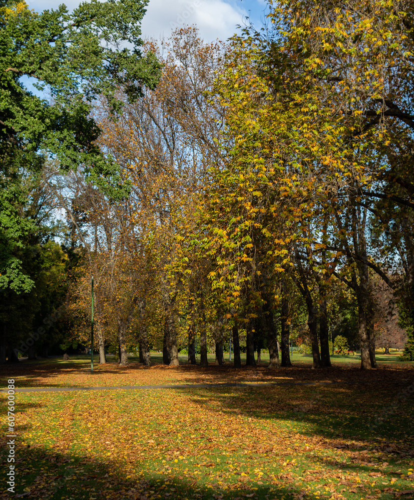 Colourful autumn leaves, trees and grounds