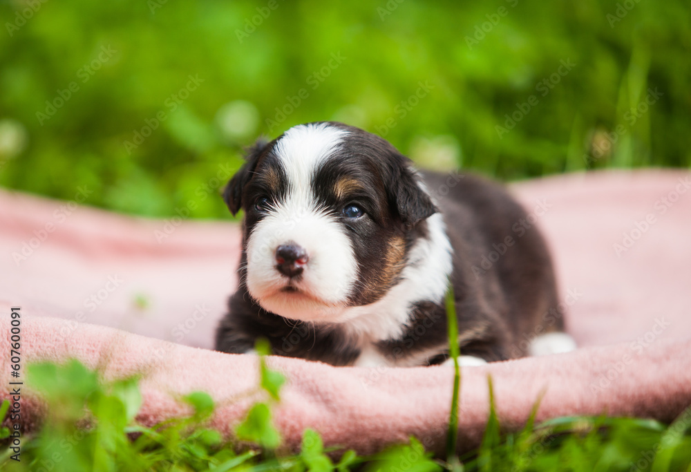 Australian Shepherd tricolor puppy in the park Australian Shepherd tricolor puppy in the park