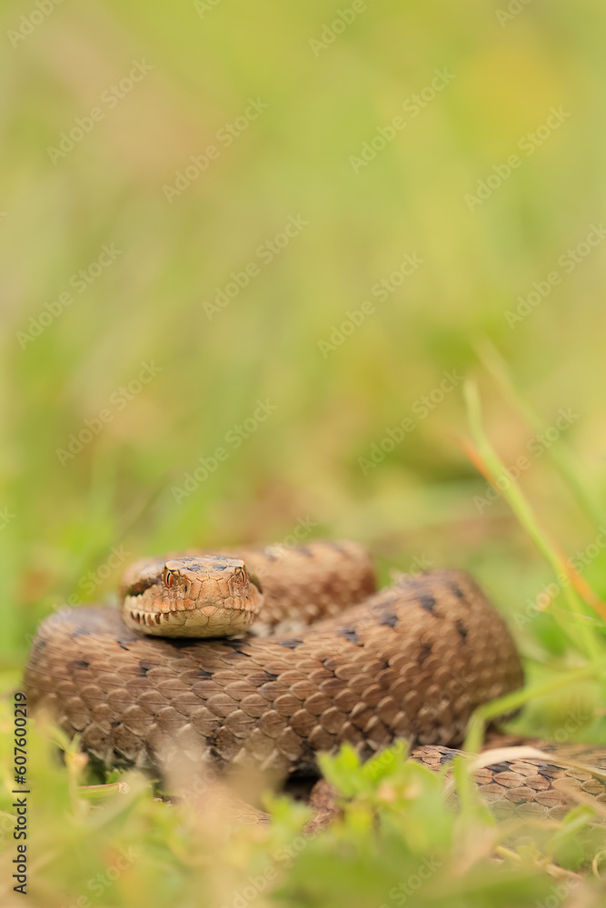 Fototapeta premium Vipera seoanei - Seoane's viper