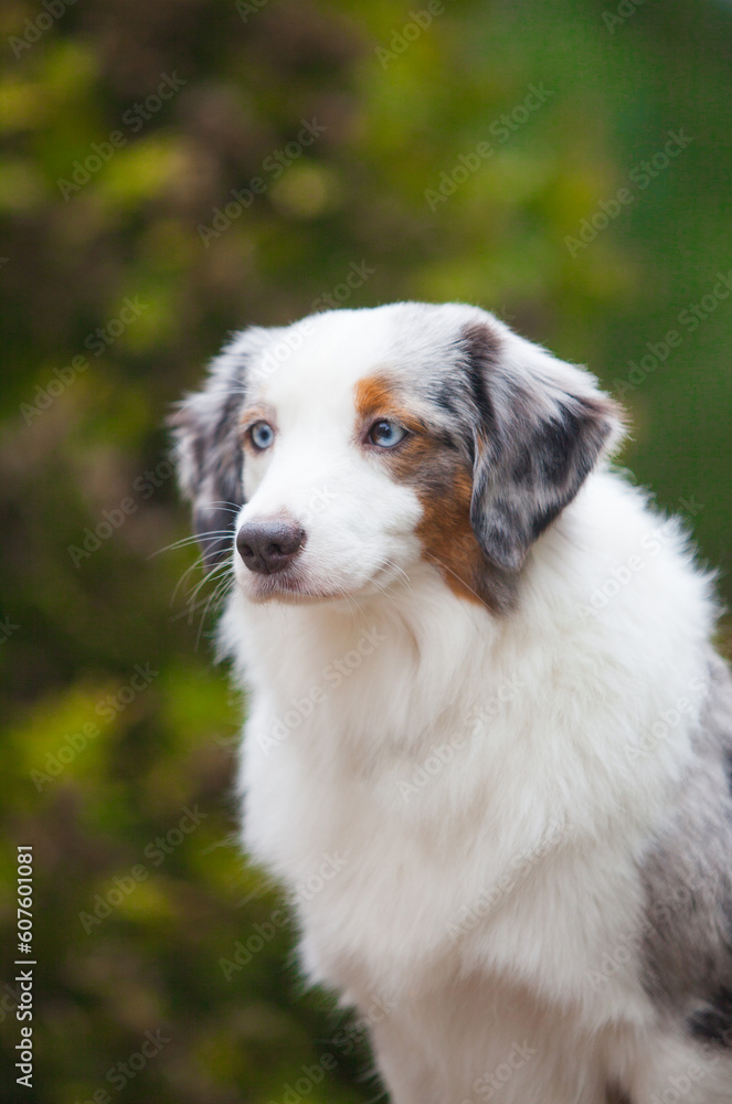 Marble dog breed Miniature American Shepherd