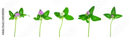 Clover stems with flowers and leaves isolated on white background. Clover or trefoil.