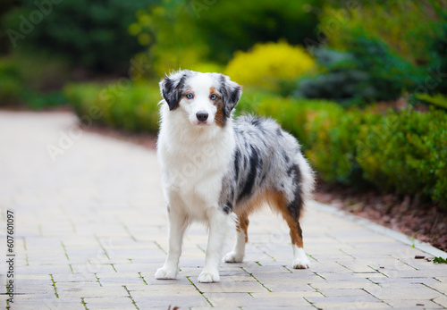 Marble dog breed Miniature American Shepherd