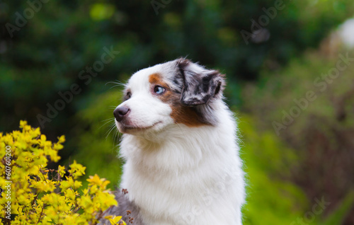 Marble dog breed Miniature American Shepherd