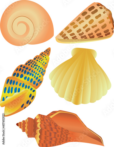Collection of sea shell