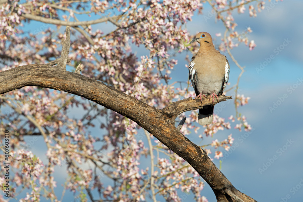 White-winged Dove (Zenaida asiatica) White-winged Dove (Zenaida asiatica)