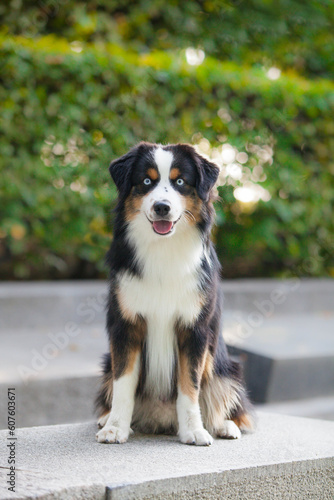 Tricolor dog breed Miniature American Shepherd