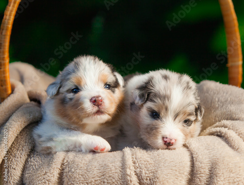
Newborn Australian Shepherd puppy blue marble