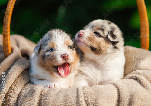 
Newborn Australian Shepherd puppy blue marble