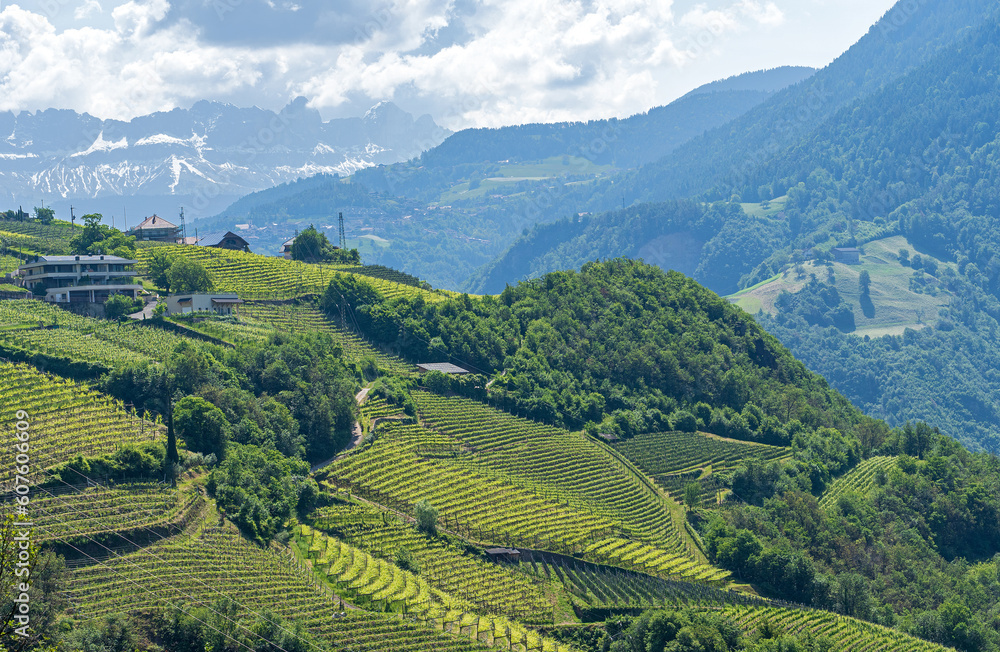 Weinberge bei Bozen, Südtirol