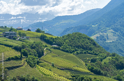 Weinberge bei Bozen, Südtirol