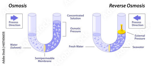 Osmosis and reverse osmosis vector illustration. Higher concentration to lower concentration until that become equal on either side of the membrane. Solvent undergoes the process of osmosis with gases
