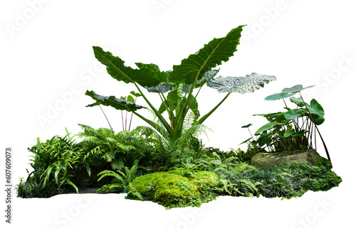 Flower bush shrub tree plant fern moss isolated tropical jungle plant with clipping path.