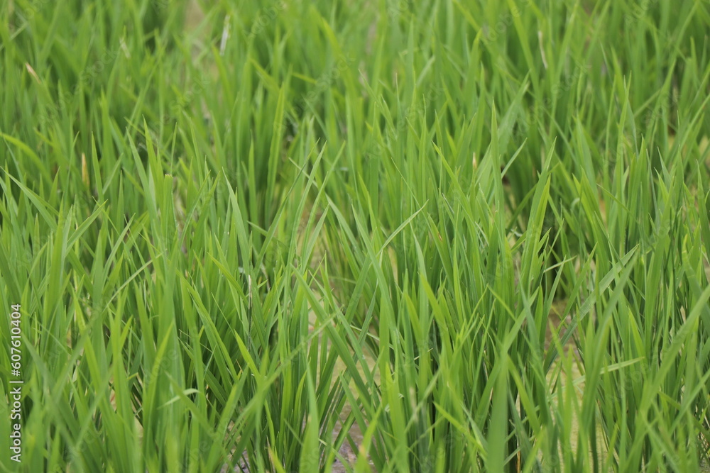 indonesian rice field paddy landscape view indonesian rice field paddy landscape view
