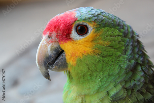 Acercamiento a cabeza de perico de cresta de color rojo. 