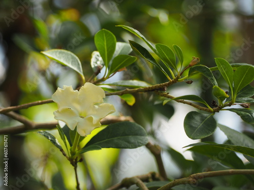 Wallpaper Mural 夜香花　レインツリー Torontodigital.ca