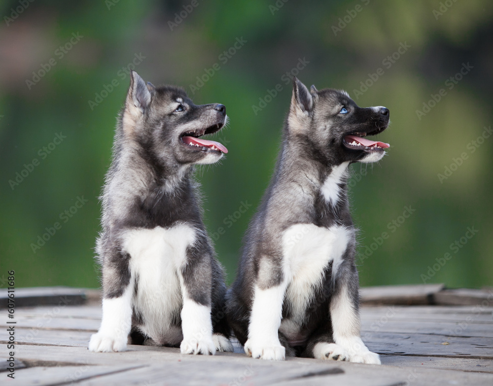 Husky puppy that looks like a wolf Husky puppy that looks like a wolf