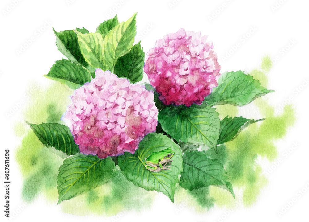 Obraz premium アナログ水彩ピンクの紫陽花の葉に乗ったアマガエル